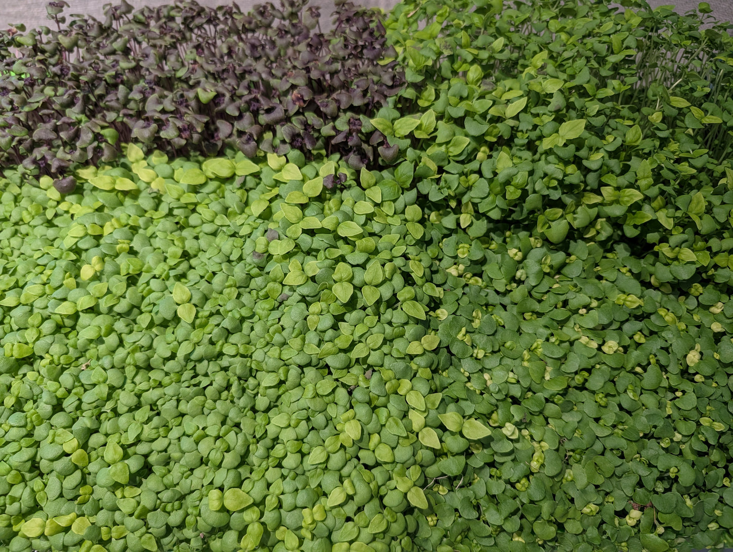 Micro-Basil Live 10x10 Tray