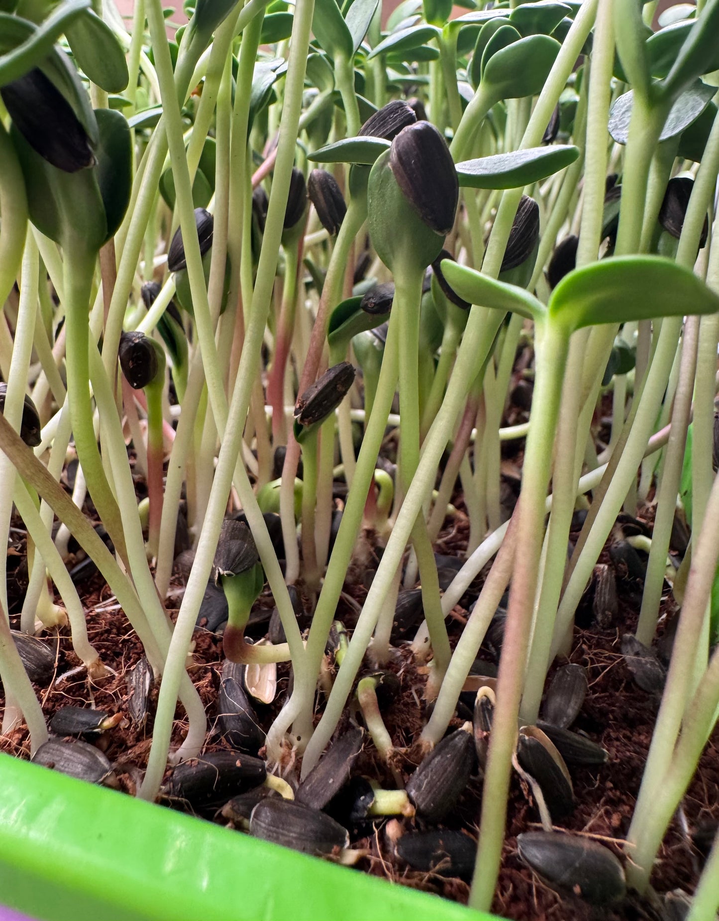 9oz microcosm. Signature Salad (Mild or Spicy)