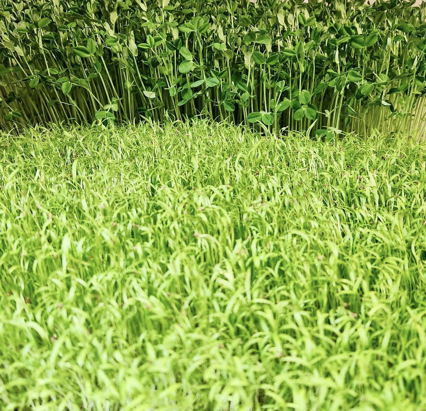 Carrot Top Microgreens - Live 10x20 Tray
