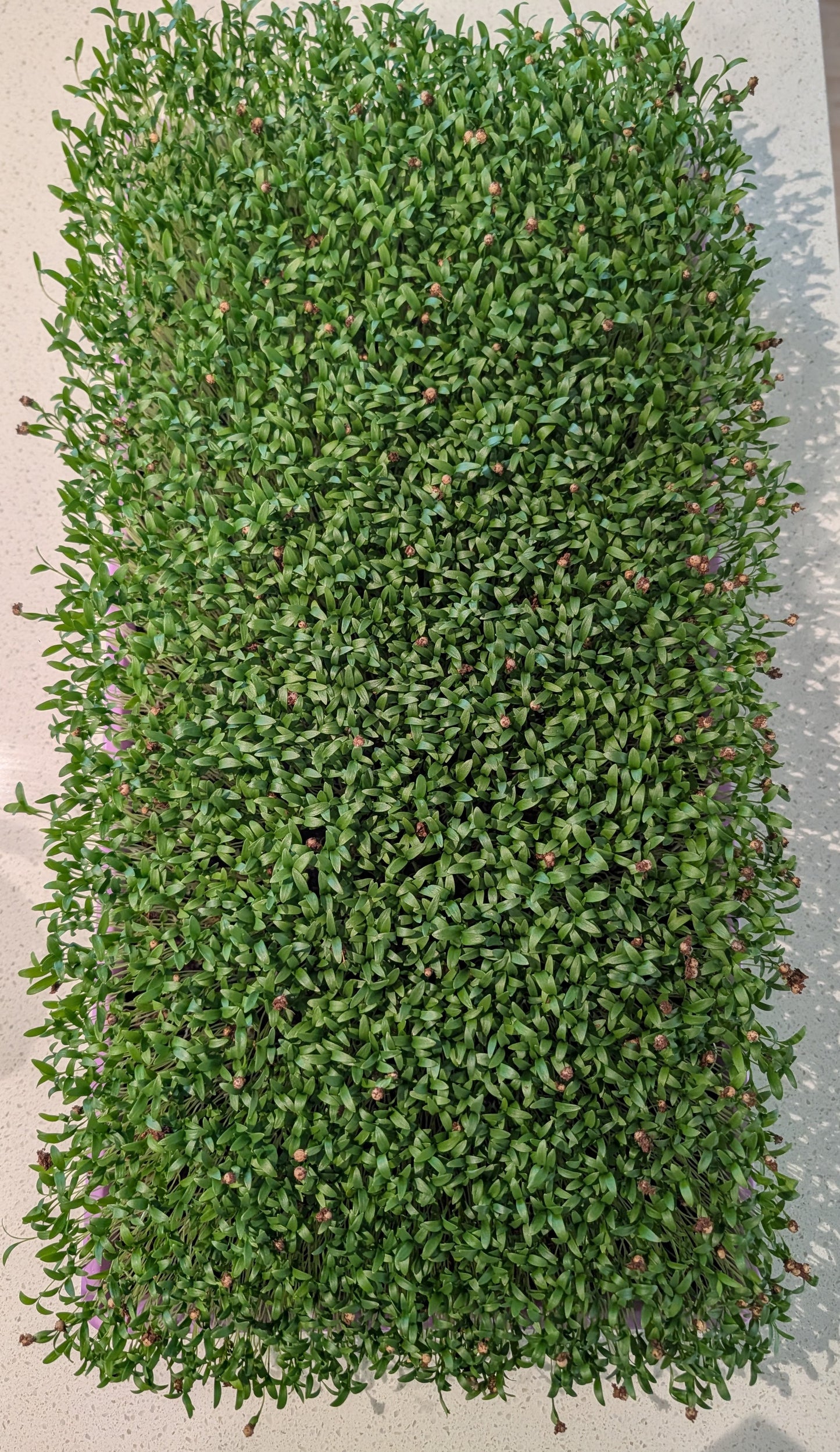 Cilantro Micro-Shoots - Live 10x20 Tray