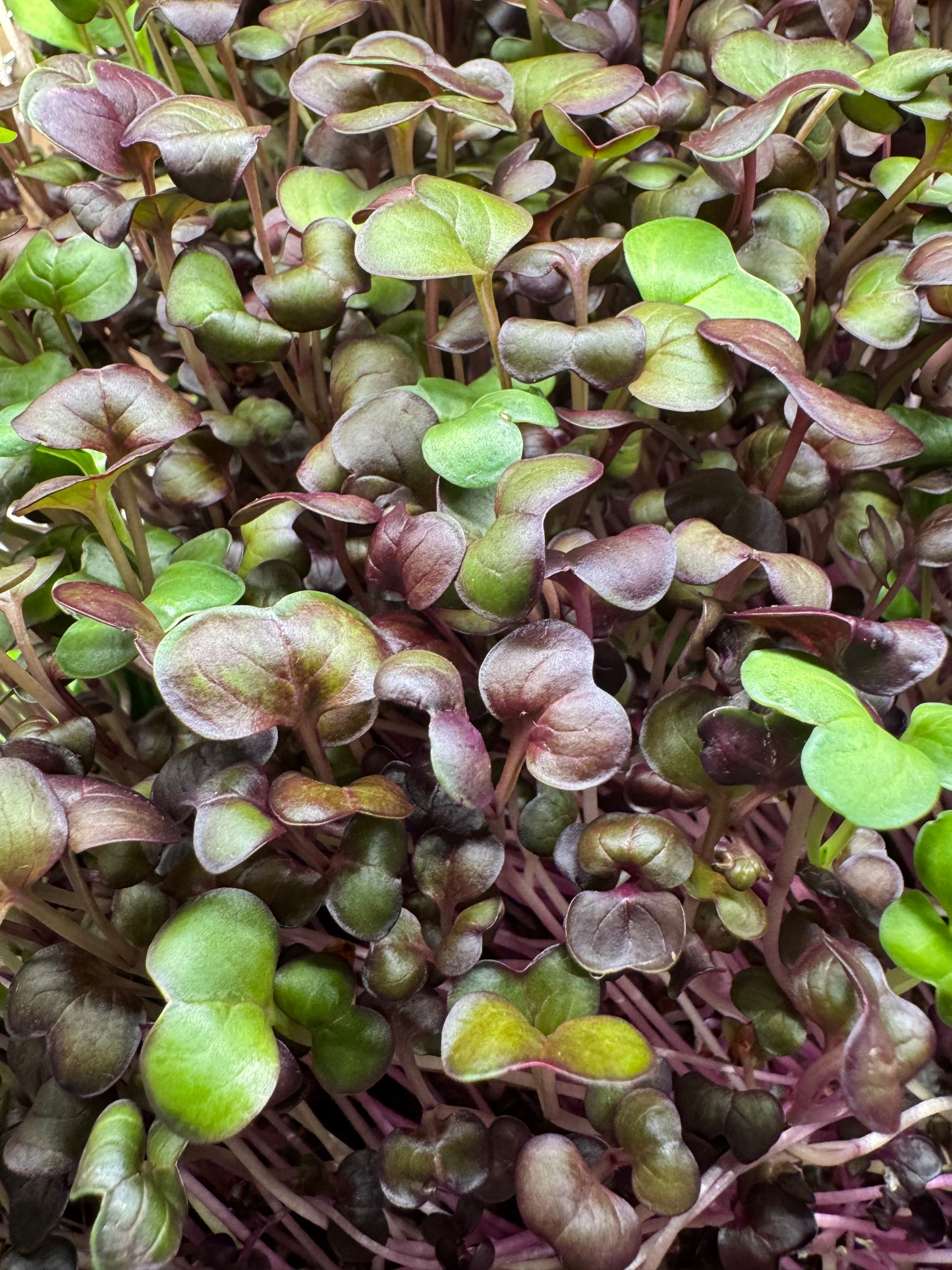 3 x 3oz Essential Mix