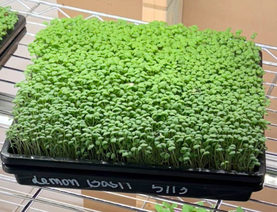 Micro-Basil Live 10x10 Tray