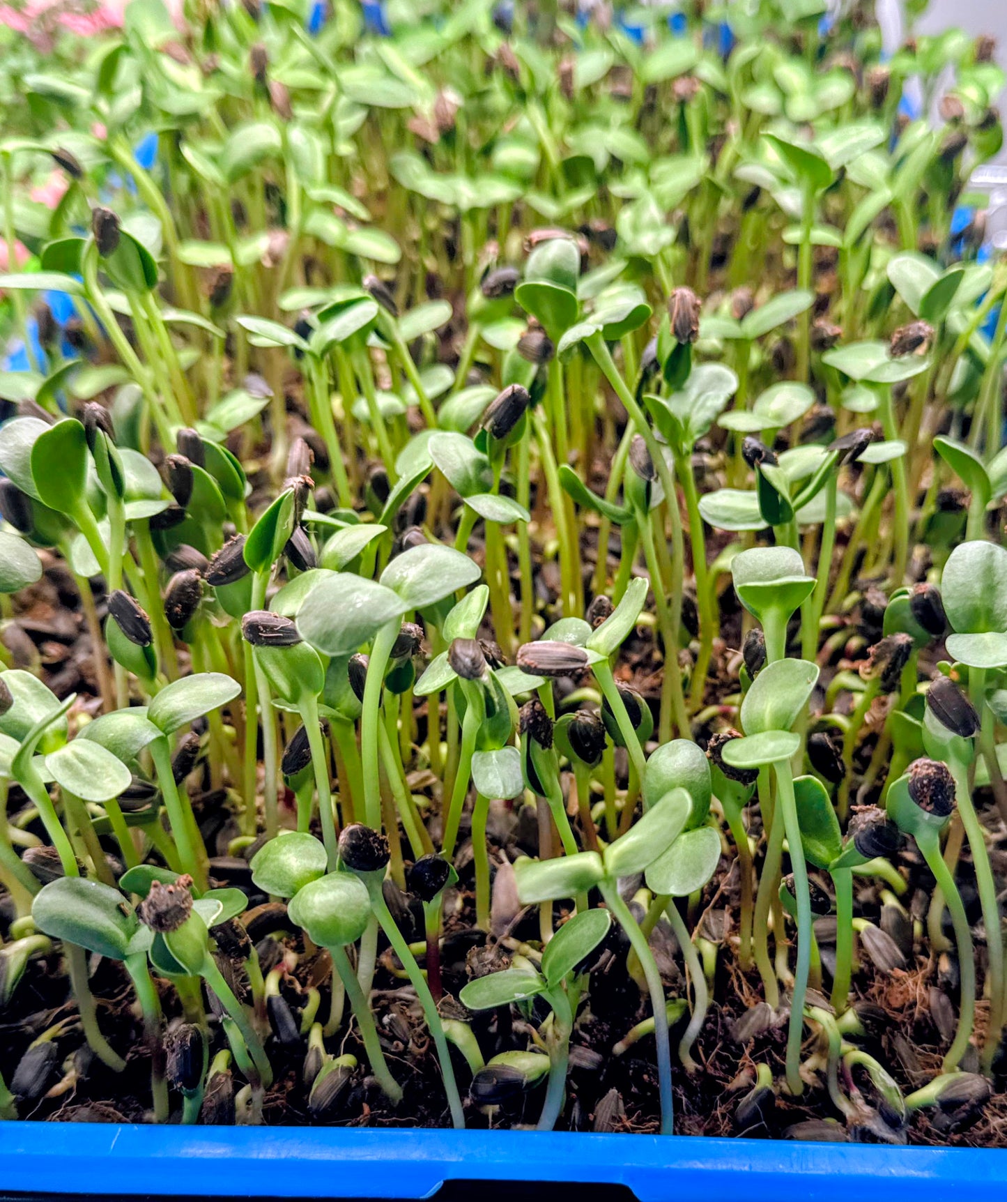 Sweet Crunch Sunflower Shoots - Harvested by the Ounce