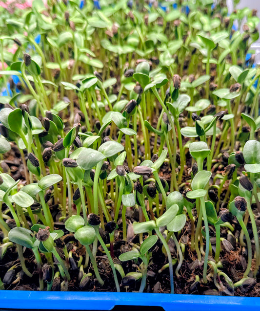 Sweet Crunch Sunflower Shoots - Harvested by the Ounce