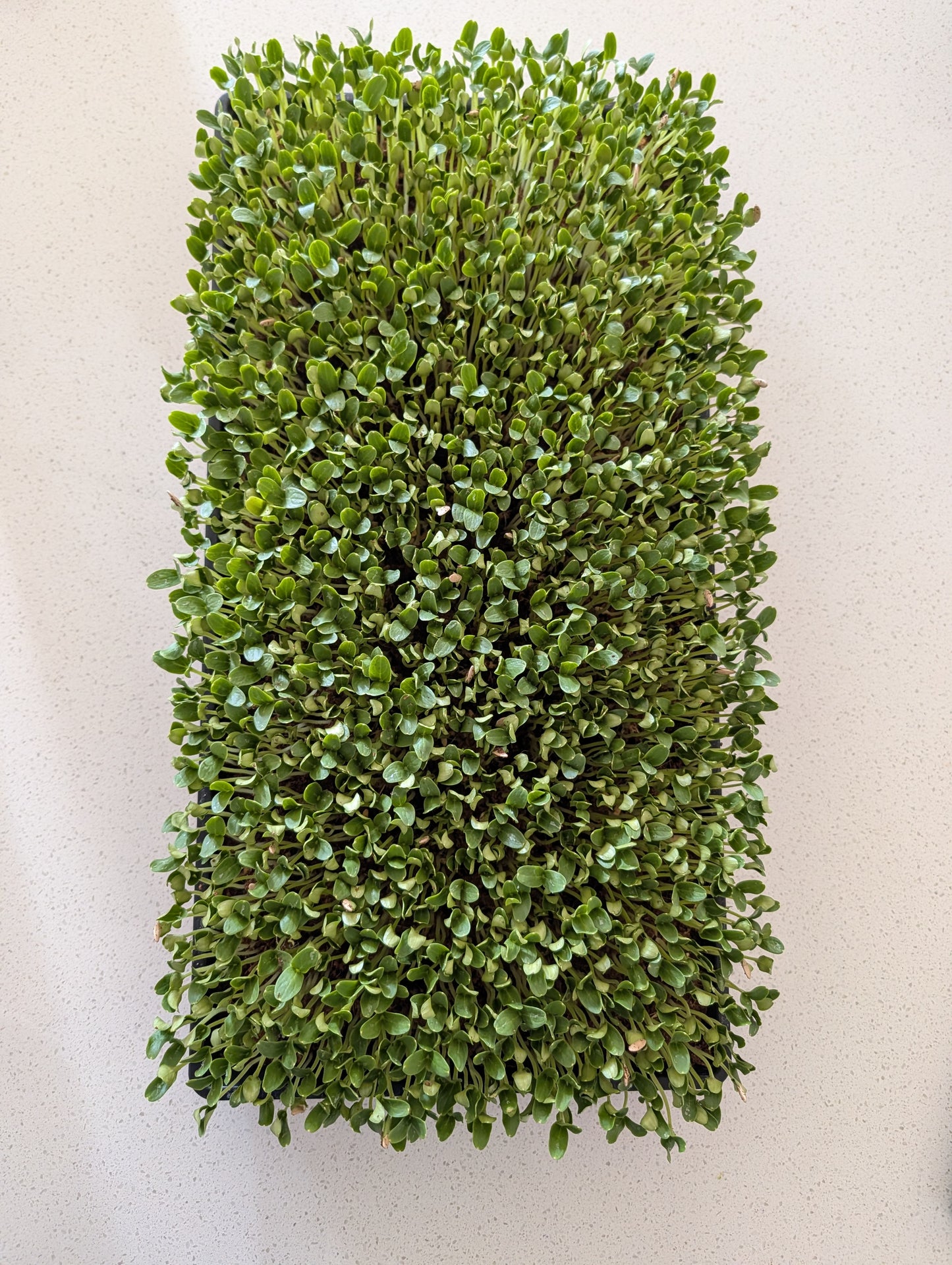 Melon Essence Microgreens - Harvested by the Ounce