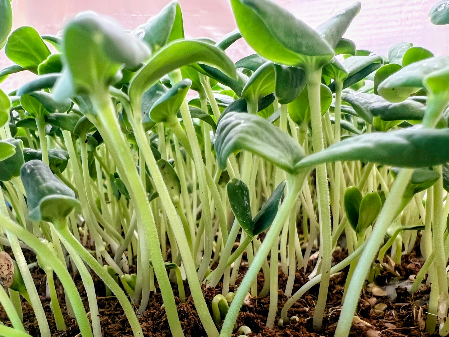 Melon Essence Microgreens - Harvested by the Ounce