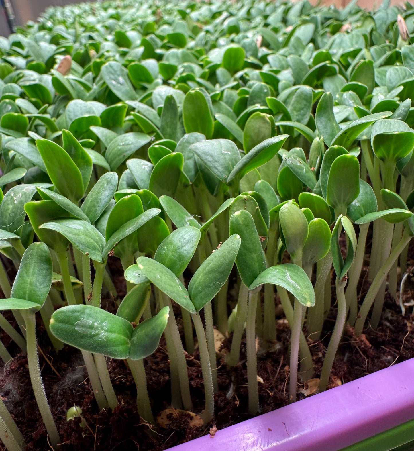 Melon Essence Microgreens - Harvested by the Ounce