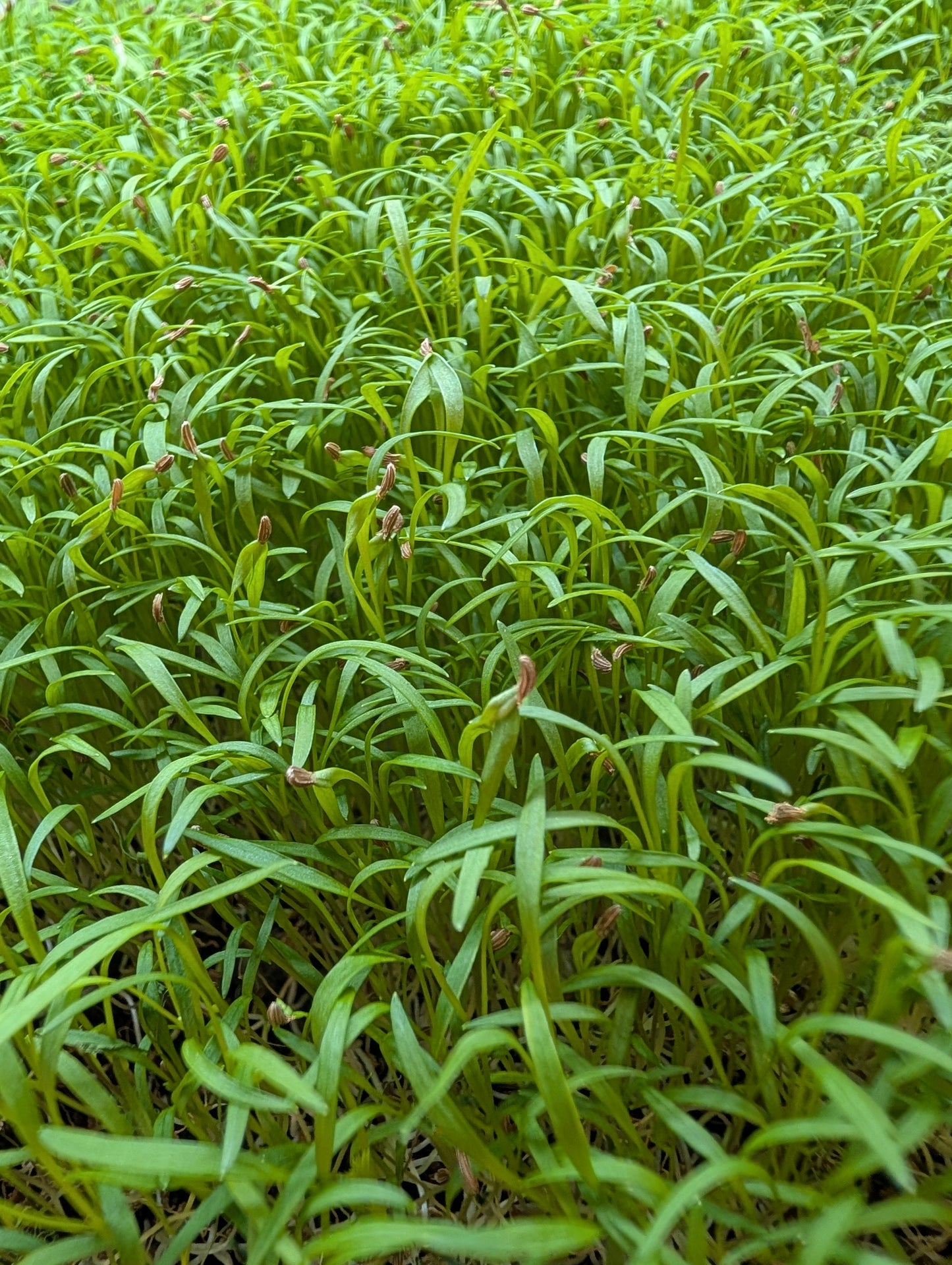 Carrot Top Microgreens - Live 10x20 Tray