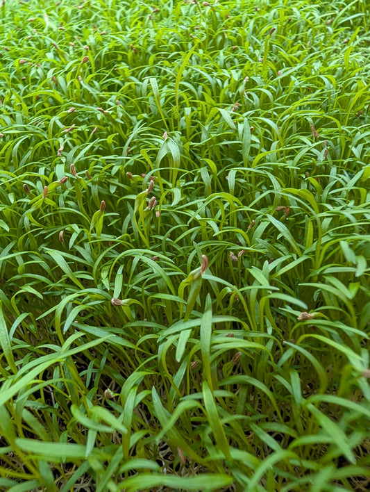 Carrot Top Microgreens - Live 10x20 Tray