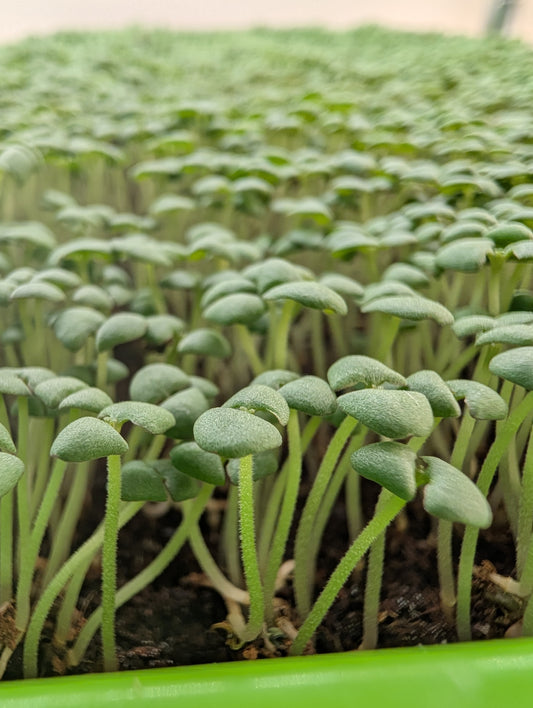 Micro-Basil Live 10x20 Tray