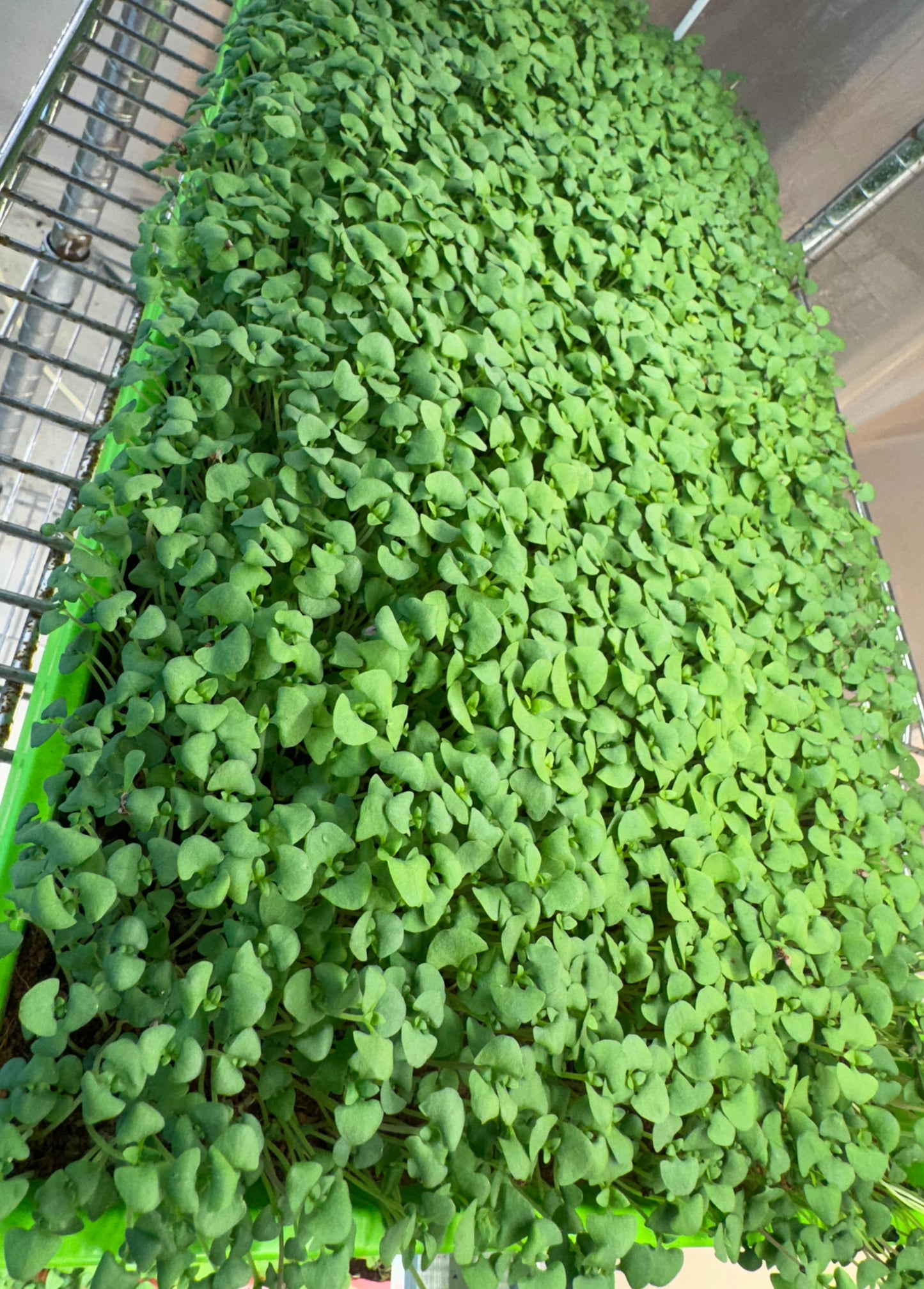 Micro-Basil Live 10x20 Tray