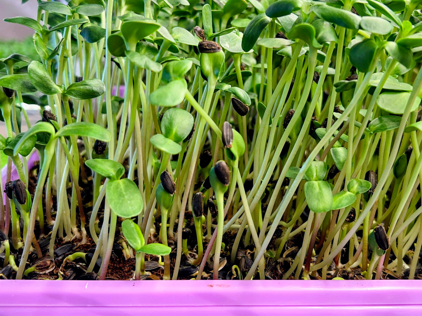 Sweet Crunch Sunflower Shoots - Harvested by the Ounce